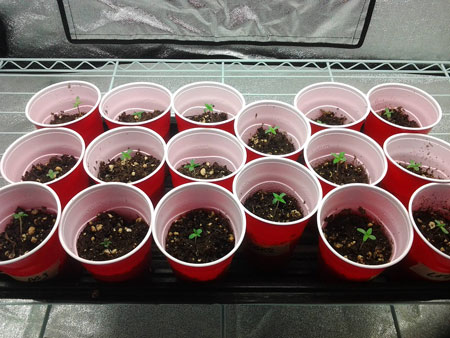 many seedlings solo cups sm