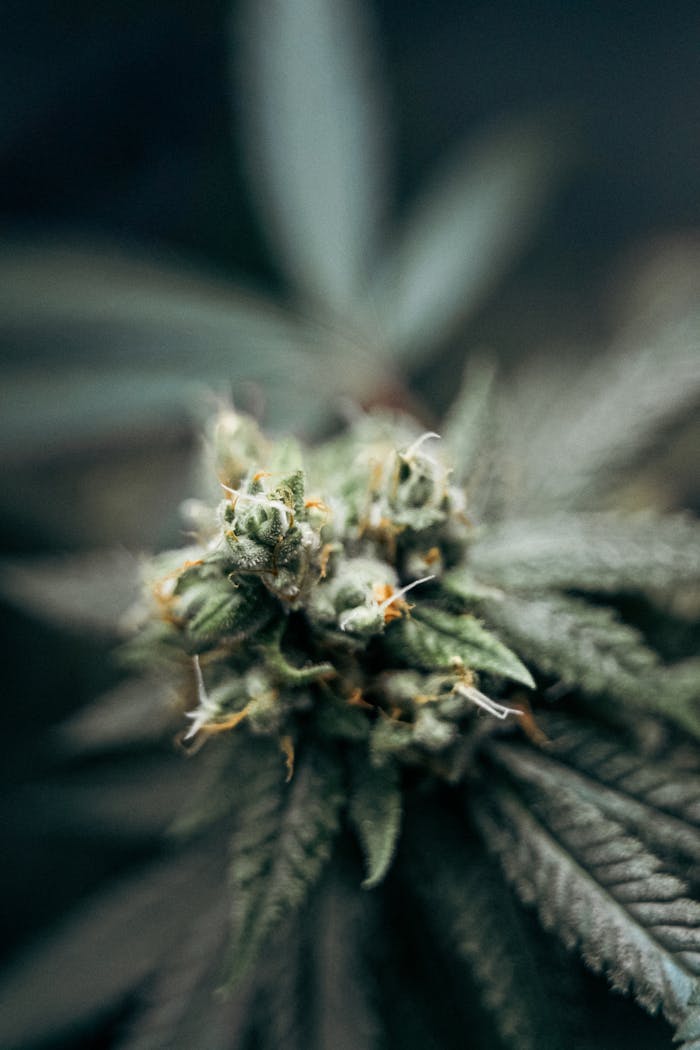 Detailed image of a cannabis flower with surrounding green leaves, showcasing natural growth.