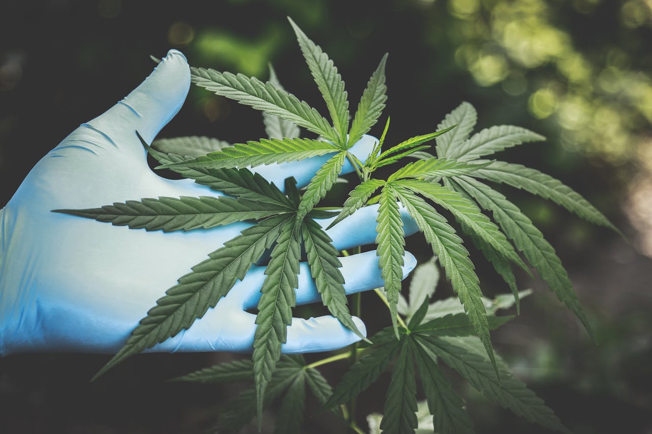 heros-img A hand in gloves holds fresh cannabis leaves outdoors, highlighting natural growth.