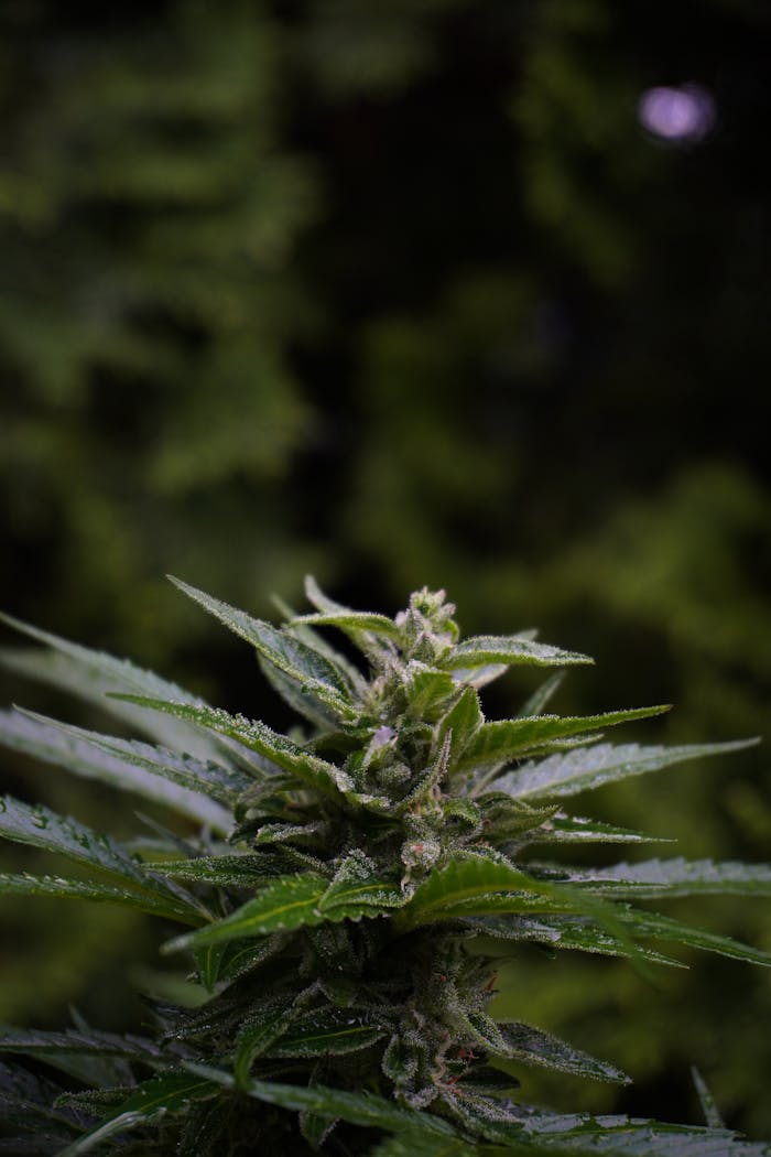 Macro shot of a cannabis plant highlighting green leaves and trichomes outdoors.