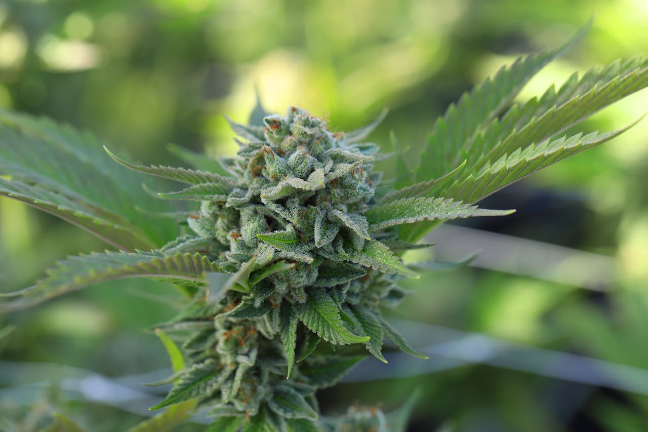 Detailed view of a cannabis bud with green leaves basking in sunlight, showcasing natural beauty.