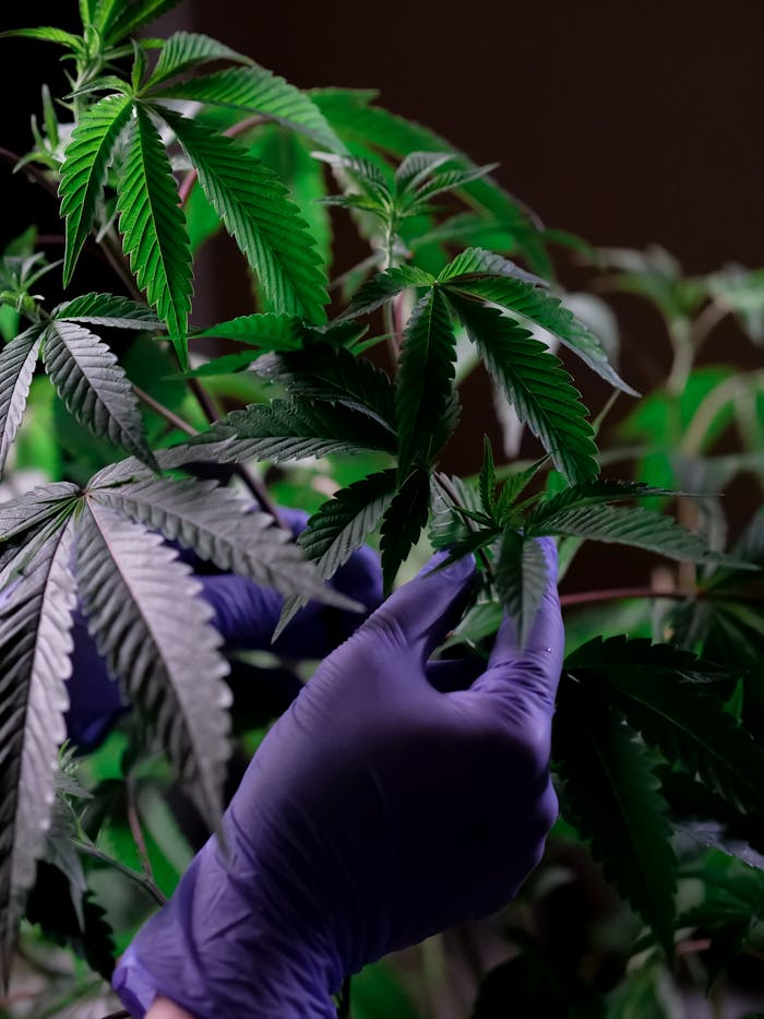 Purple-gloved hands examining vibrant green cannabis leaves in a controlled environment.