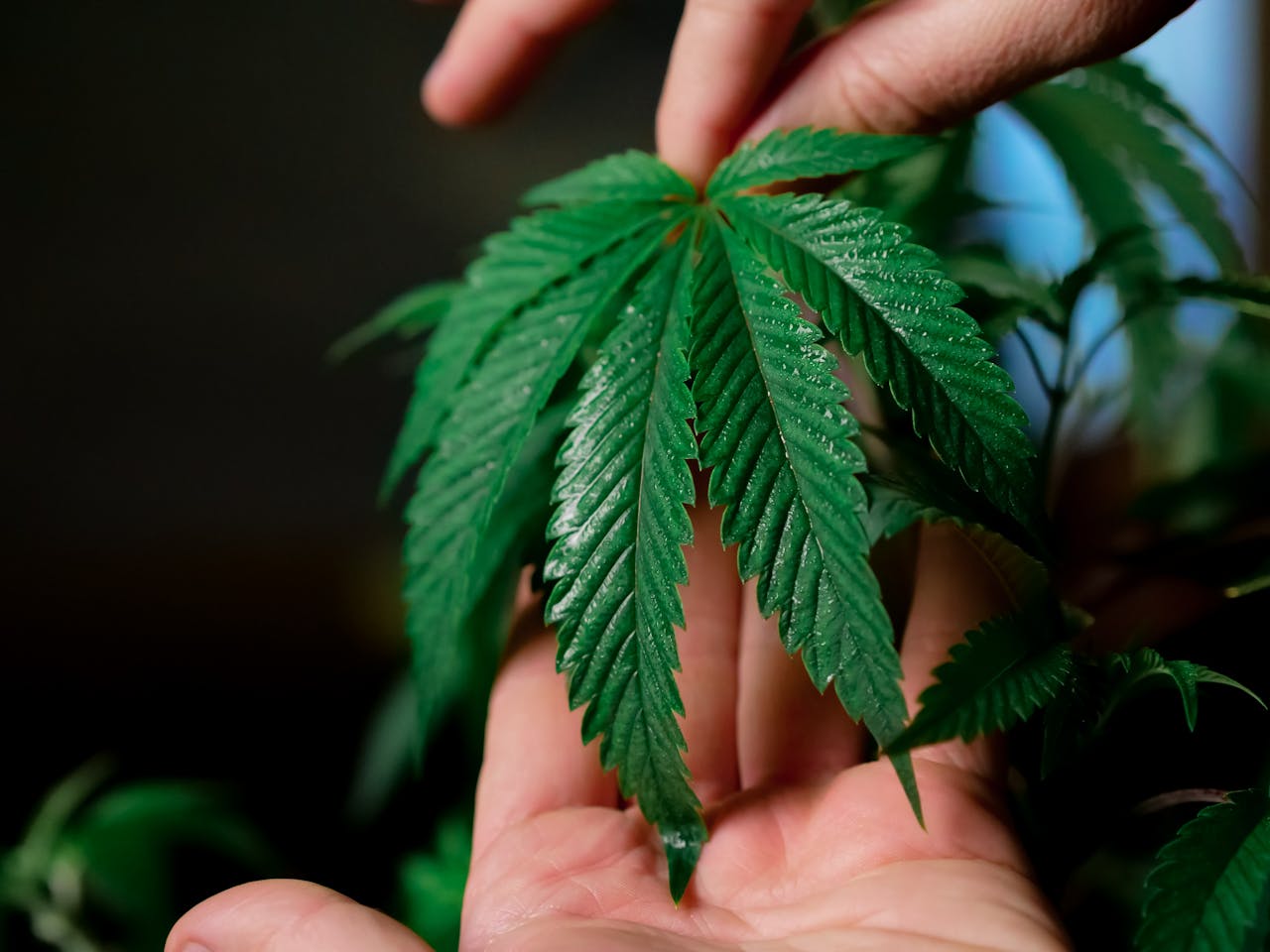 about-us-01 Detailed close-up of a hand carefully holding a fresh green cannabis leaf, showcasing growth and freshness.