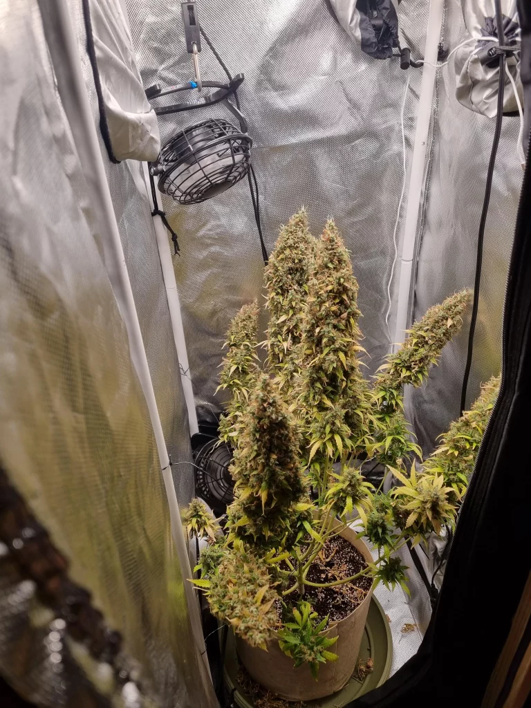 what is the smallest tent i could reasonably use to grow v0 mf2qy2g6lpub1
