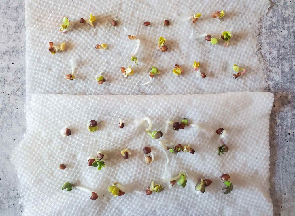 3 Easy Ways to Germinate Cannabis Seeds seed germination test viability paper towel method feature