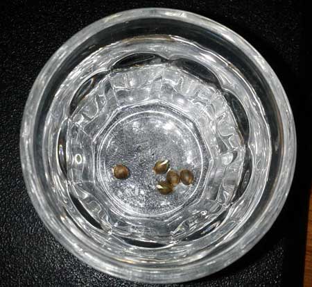 3 Easy Ways to Germinate Cannabis Seeds seeds sprouted roots sm