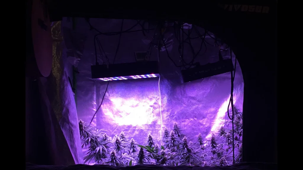 basment grow basment grow